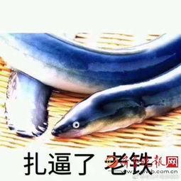 琪琪鳝视频,揭秘美食背后的故事与制作技巧